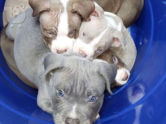 Pitbull